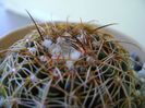 Parodia werneri (Notocactus uebelmannianus)
