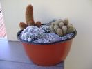 Grup de 5 Mammillaria