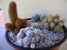 Grup de 5 Mammillaria