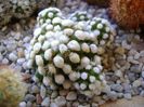 Mammillaria vetula ssp. gracilis cv. Oruga
