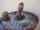 Grup de 4 cactusi