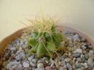 Ferocactus glaucescens