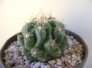 Thelocactus leucacanthus