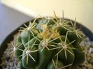 Thelocactus leucacanthus