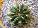 Matucana polzii