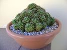 Mammillaria crinita ssp. painteri f. monstruosa