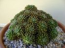Mammillaria crinita ssp. painteri f. monstruosa