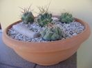 Grup de 4 Thelocactus