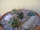 Grup de 4 Thelocactus