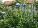 Delphinium bleu