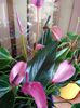 Anthurium Fiorino Mov