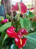 Anthurium Flamingo rosu