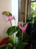 Anthurium Lilas roz