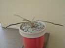Astrophytum (Digitostigma) caput-medusae