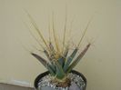 Leuchtenbergia principis
