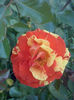 Oranges and Lemons
