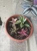 cryptanthus