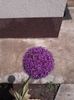 Allium-ceapa decorativa