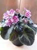 Violete Africane