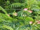Albizia julibrissin sau arborele de matase