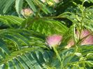 Albizia julibrissin sau arborele de matase