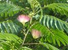 Albizia julibrissin sau arborele de matase