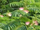 Albizia julibrissin sau arborele de matase