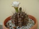 Gymnocalycium mihanovichii