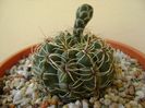 Gymnocalycium baldianum nr.1