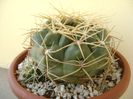 Gymnocalycium monvillei