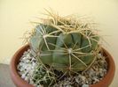 Gymnocalycium monvillei