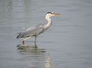 Stârc cenușiu (Ardea cinerea)