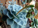 Echeveria secunda glauca