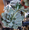 Echeveria shaviana