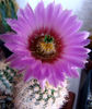 Echinocereus reichenbachii