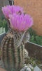 Echinocereus reichenbachii