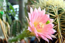 Echinocereus scheeri