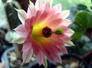 Echinocereus scheeri