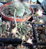 Graptopetalum filiferum