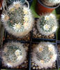 Mammillaria bocasana