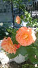Westerland