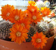 Rebutia flavistyla