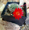 Rebutia marsoneri