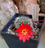 Rebutia marsoneri