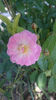 Haevenly Pink