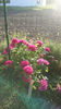 Sophy,s Rose