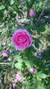 Comte de Chambord