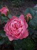 Playfull rococo