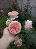Abraham Darby