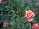 Cherry Brandy